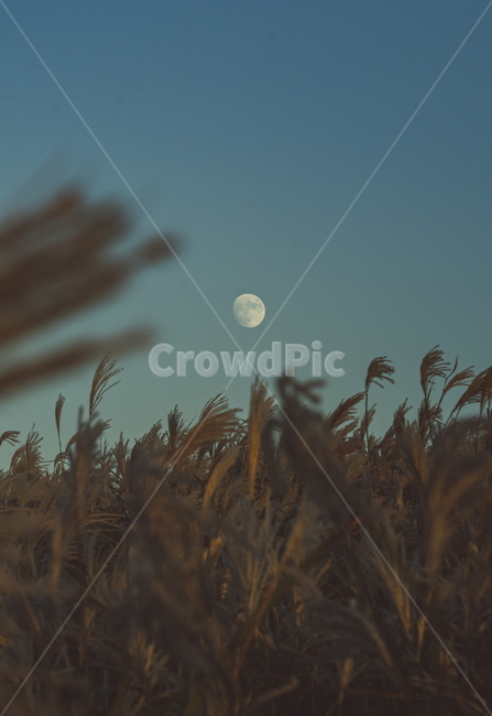 억새,갈대,달,저녁,블루문,가을,가을하늘,grass,잔디,plant,식물,outdoors,옥외,풍경,배경사진,폰배경,가을,계절,fall,autumn,season,자연,풍경,nature,landscape