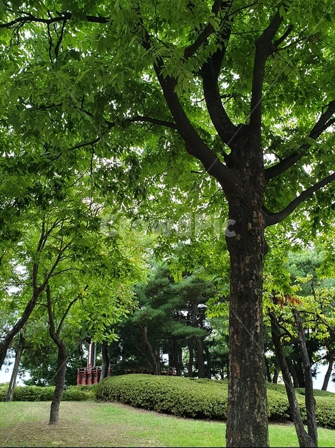 나무,푸른,기분좋음,시원함,쉼터,자연,풍경,nature,landscape,tree,tree trunk,나무 줄기,plant,식물,outdoors,옥외