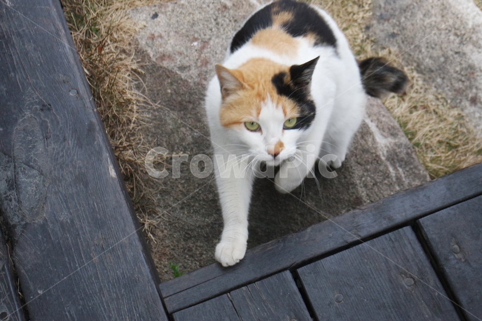 stray cat,cat,spotted cat,animal