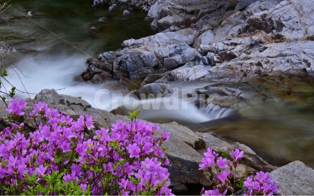 전북,남원,지리산,달궁,수달래,달궁수달래,계곡,믈,nature,자연,scenery,풍경,outdoors,옥외,landscape,경치,plant,식물,blossom,flower,꽃,자연,풍경,nature,landscape