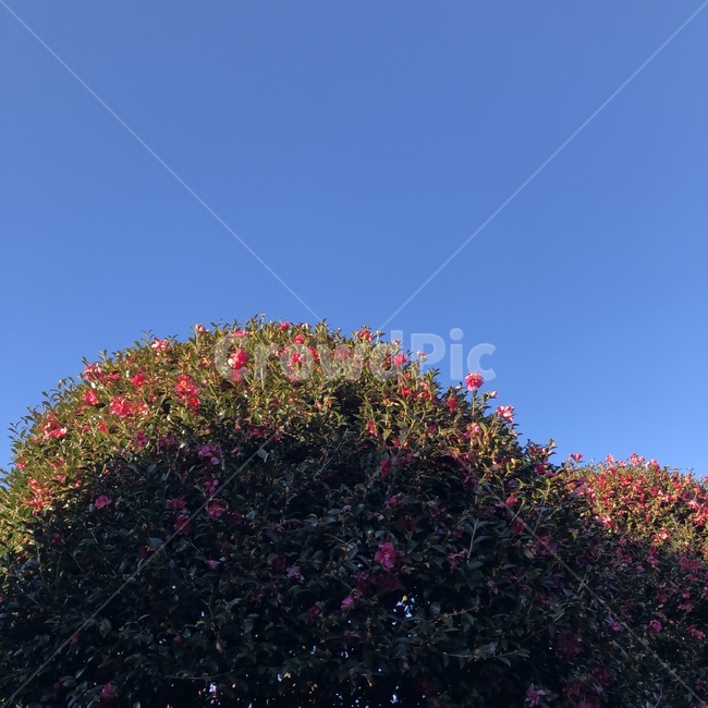 꽃,동백꽃,제주도,하늘,감성,자연,풍경,아침,오전,맑은날,맑은하늘,식물,자연,plants,nature,꽃,flower