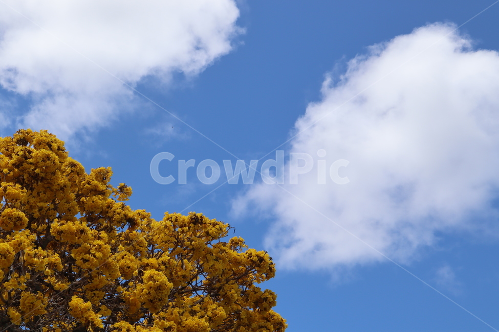 꽃,하늘,노랑,flower,sky,yellow,nature,자연,풍경,nature,landscape