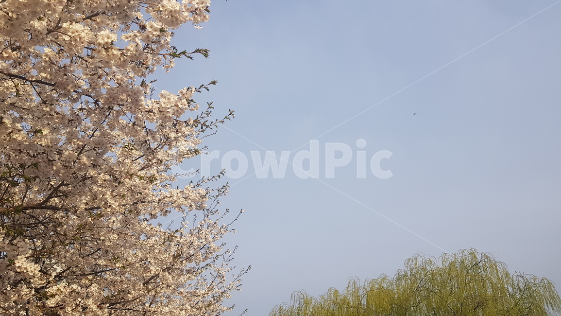 하늘,풍경,벚꽃,꽃,봄,봄,계절,spring,season,plant,식물