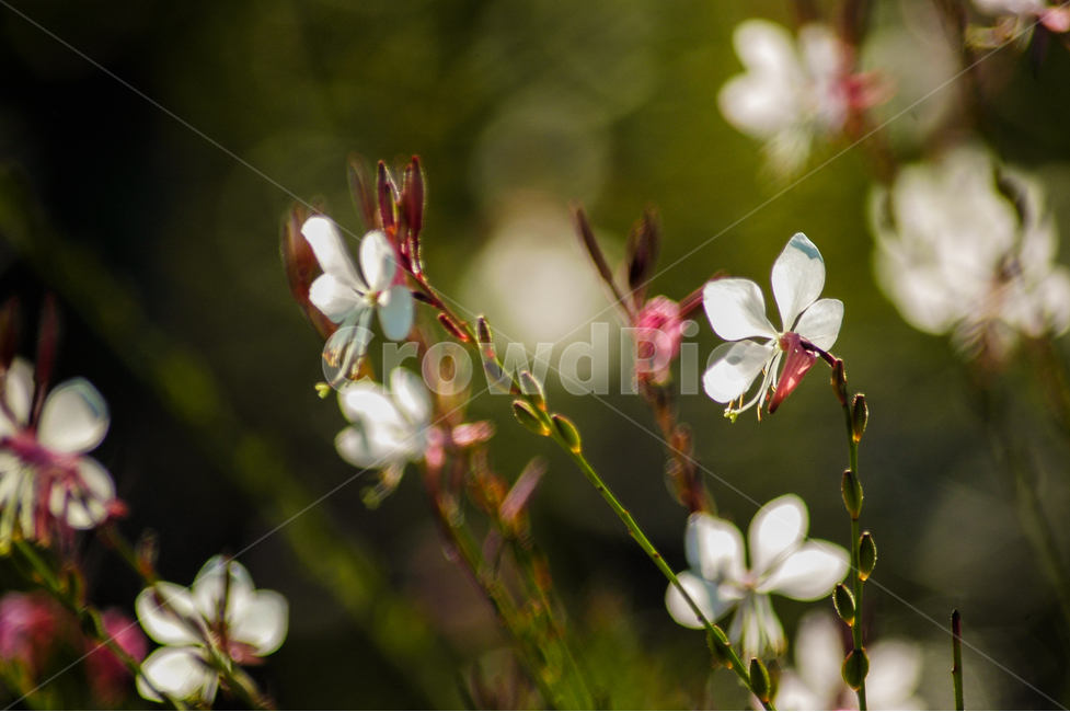 꽃,자연,들꽃,야생화,숲,식물,자연,plants,nature,꽃,flower