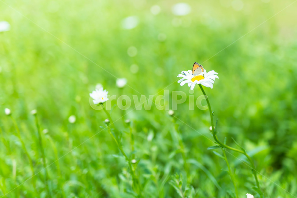 꽃,나비,flower,풀밭,연두빛,초록빛,식물,자연,plants,nature,꽃,flower,동물,animal,곤충,벌레,insect,bug,감성,sensible,feeling,휴식,힐링,rest,relaxation,healing