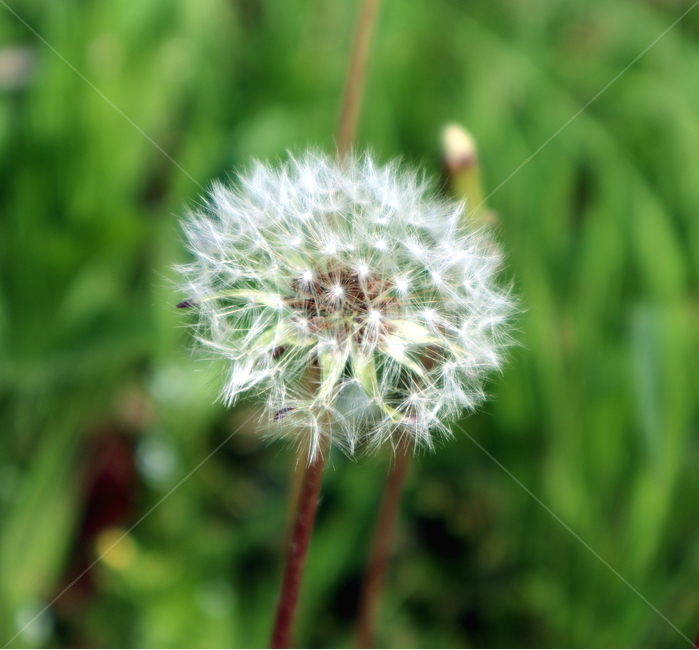 민들레,자연,꽃,민들레홀씨,씨앗,식물,자연,plants,nature,꽃,flower