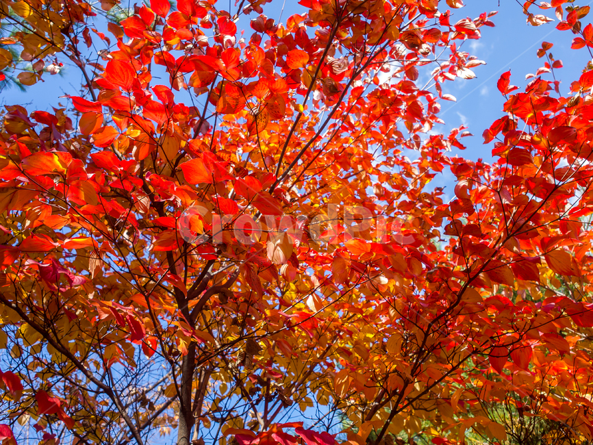 plant,식물,tree,나무,maple,단풍,leaf,잎
