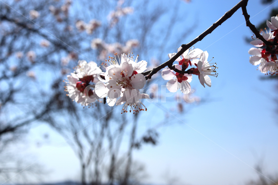 벚꽃,벚나무,봄,blossom,꽃