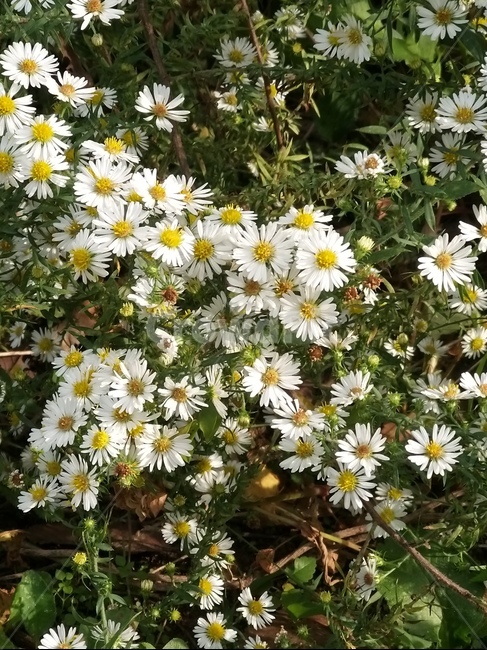 plant,blossom,식물,쑥꽃,데이지,봄,식물,자연,plants,nature,꽃,flower
