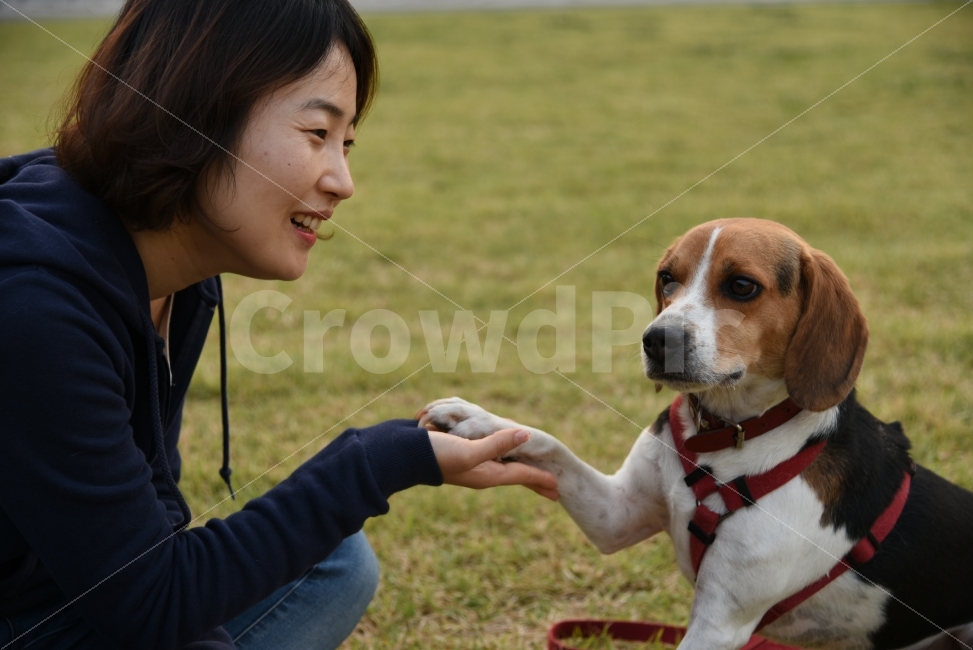 강아지,애견,반려견,애견인,강아지사진,비글,공원,산책,동물,animal,포유류,mammal,개,강아지,dog,doggy,사람,인물,인간,human,person,얼굴표정,facial expression,face,여성,여자,woman,female,lady,감정표현,기분,feeling,emotion