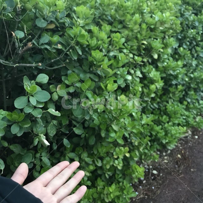풀,식물,초록,손짓,green,자연