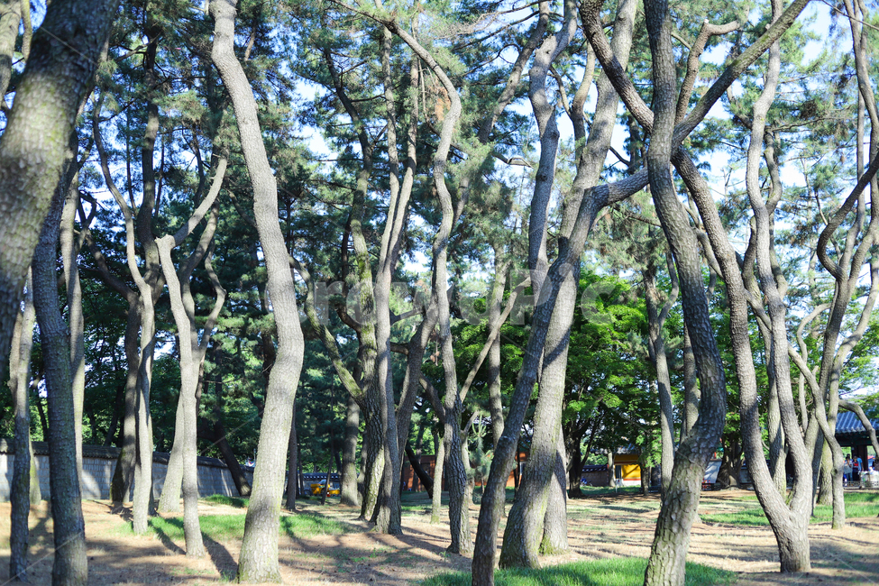 소나무,대릉원,경주,나무,여름,숲