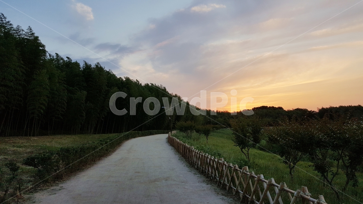 공원,산책,힐링,여유,휴식,울산,태화강,십리대밭,붉은,노을,하늘,구름,대공원,자갈,공기,미세먼지,자연,풍경,nature,landscape,tree,나무,plant,식물,fir,전나무,outdoors,옥외