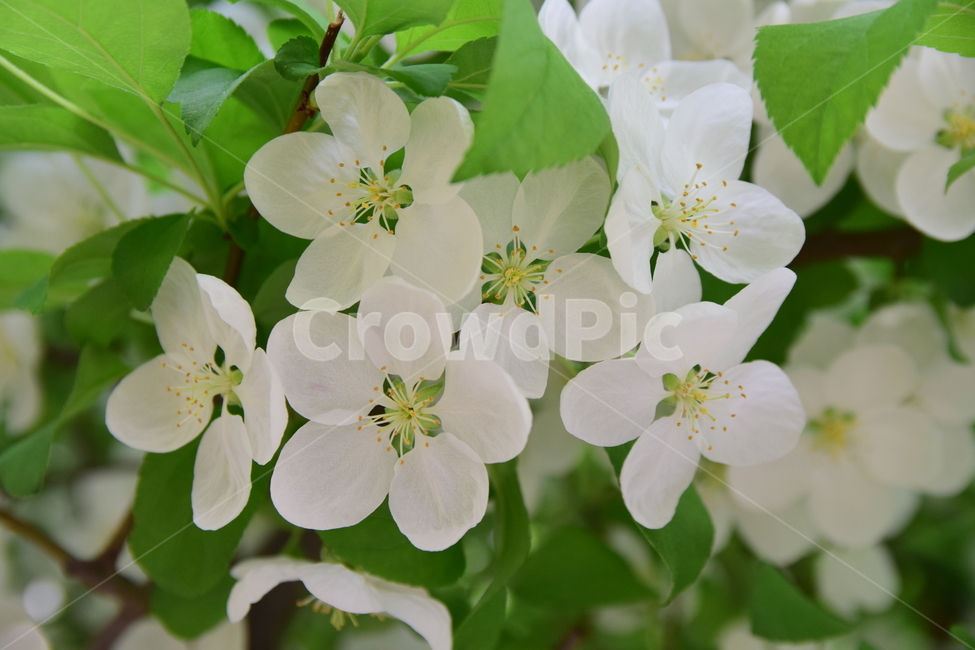 꽃,힌색,꽃잎,초록,꽃술,녹색,나무,화이트,힌꽃,5잎,플라워,flower,nature,plants,식물,자연,green,white,싱그러운,하얀,잎