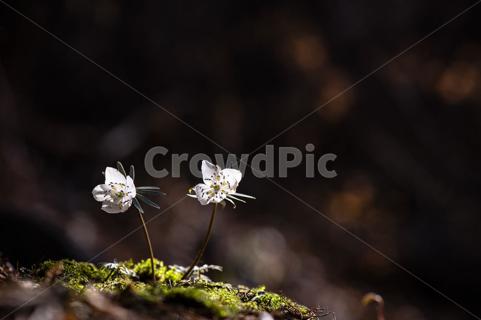 변산바람꽃,꽃,야생화,봄꽃,봄,식물,자연,바람꽃,개화,계절,접사,3월,잎,꽃잎,흰색,바위,이끼,돌,두송이,미나리아재비과,여러해살이풀,풀,숲,산,아름다운,작은꽃,희귀종,아침,어두운,클로즈업,여린,연약한,꽃술,멸종위기,들꽃,낙엽,식물,자연,plants,nature,꽃,flower