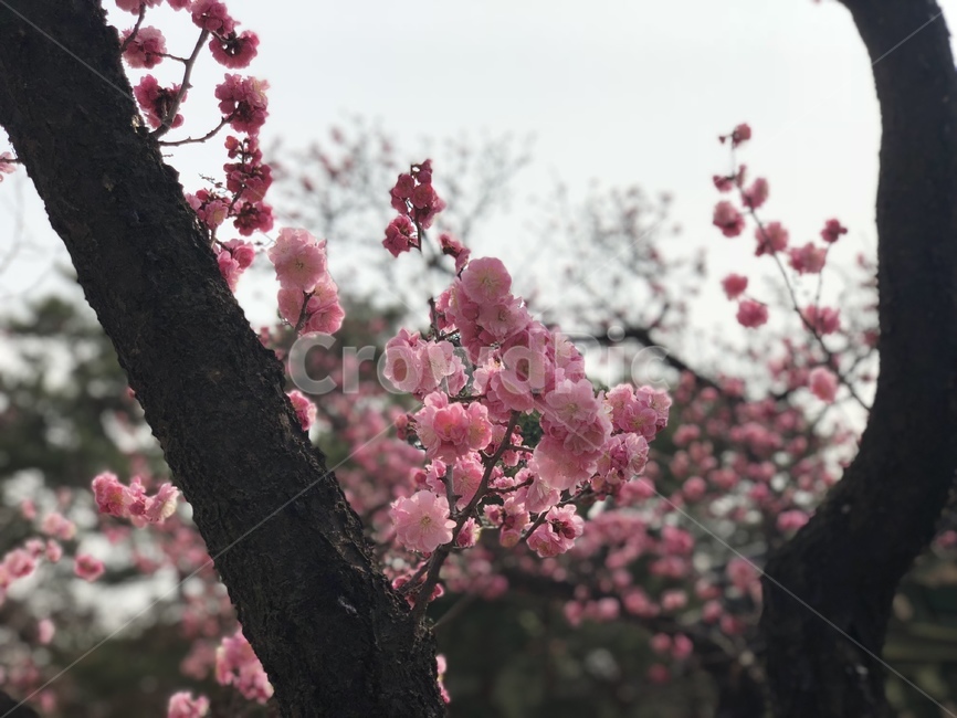 plant,식물,blossom,flower,꽃,이쁜꽃,봄꽃,핑크색,핑크꽃,벚꽃,식물,자연,plants,nature,꽃,flower