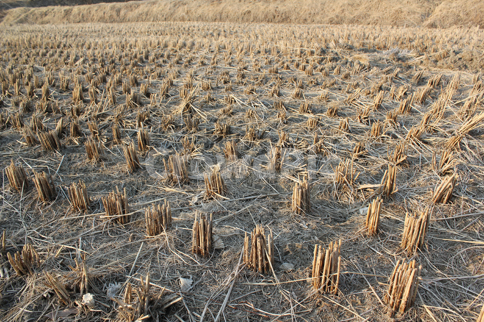 brown,closeup,cut,farm,filed,guizhou,harvest,land,natural,nature,paddy,pattern,plant,plantation,rice,stalk,texture,weed,winter,갈색,브라운,클로즈업,자른,잘린,땅,자연,식물,논,논농사,겨울,논경지,벼베기,시골,농사,산업,industry,industrial,농업,농사,agriculture,farming,farming industry