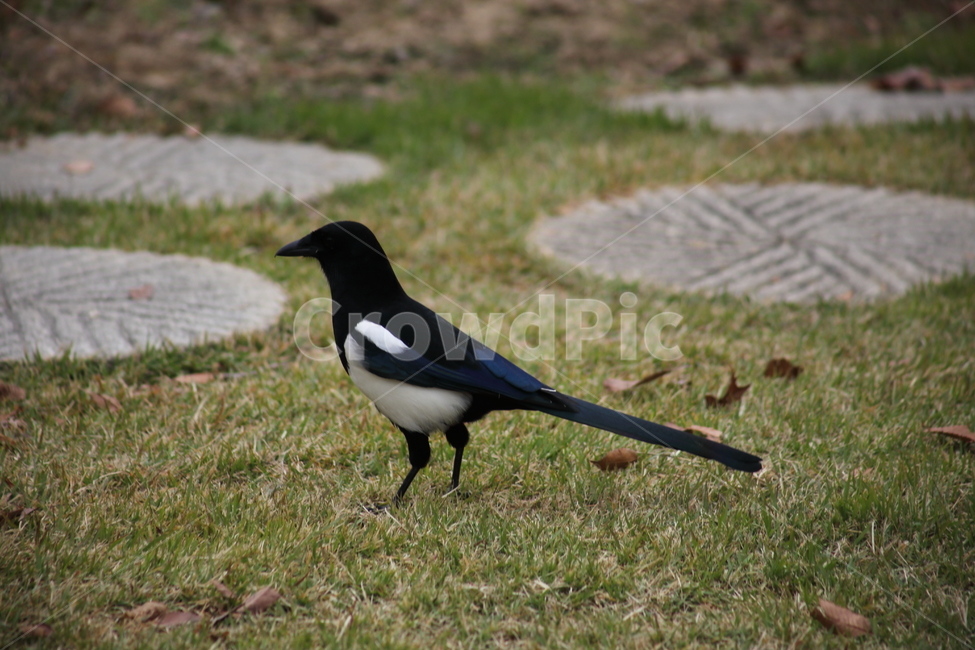 까치,새,동물,picapica,magpie,동물,animal,조류,새,birds
