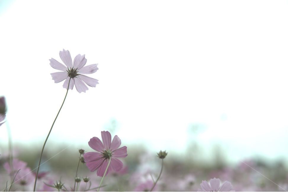 cosmos,가을,외로움,코스모스,쓸쓸함,찬바람,가을,계절,fall,autumn,season,식물,자연,plants,nature,꽃,flower,감성,sensible,feeling,plant