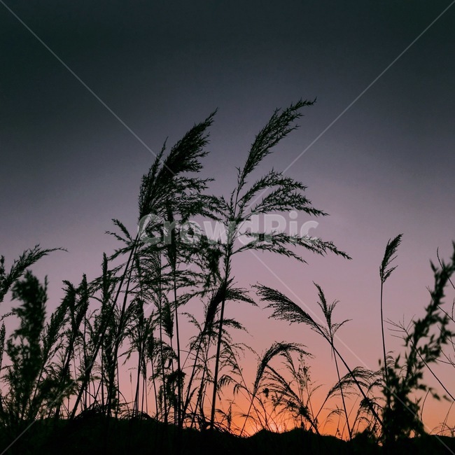 갈대,저녁,하늘,색감,갈대밭,자연,풍경,nature,landscape,실루엣,그림자,silhouette,shadow,색깔,색상,색채,색감,color sense,color sensitivity,feeling of color,grass,잔디,plant,식물,lawn