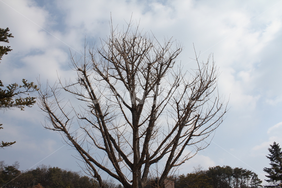 나무,자연,하늘,풍경,공원,경치,구름,겨울,계절,winter,season,식물,자연,plants,nature,나무,trees,wood