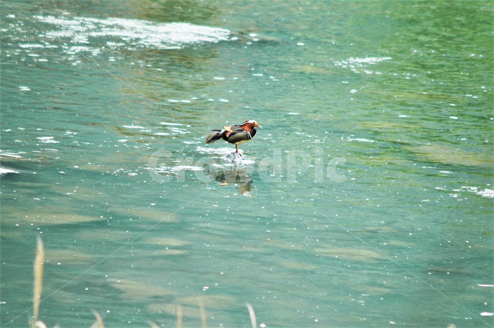 원앙,원앙수컷,기러기목,오리과,야생조류,새,bird,천연기념물