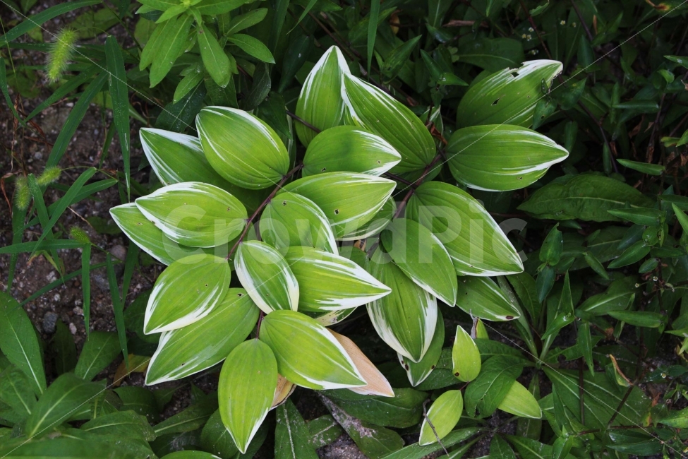 잔디,풀,잡초,초록,초록색,자연,야외,공원,정원,나무,숲,식물,자연,plants,nature