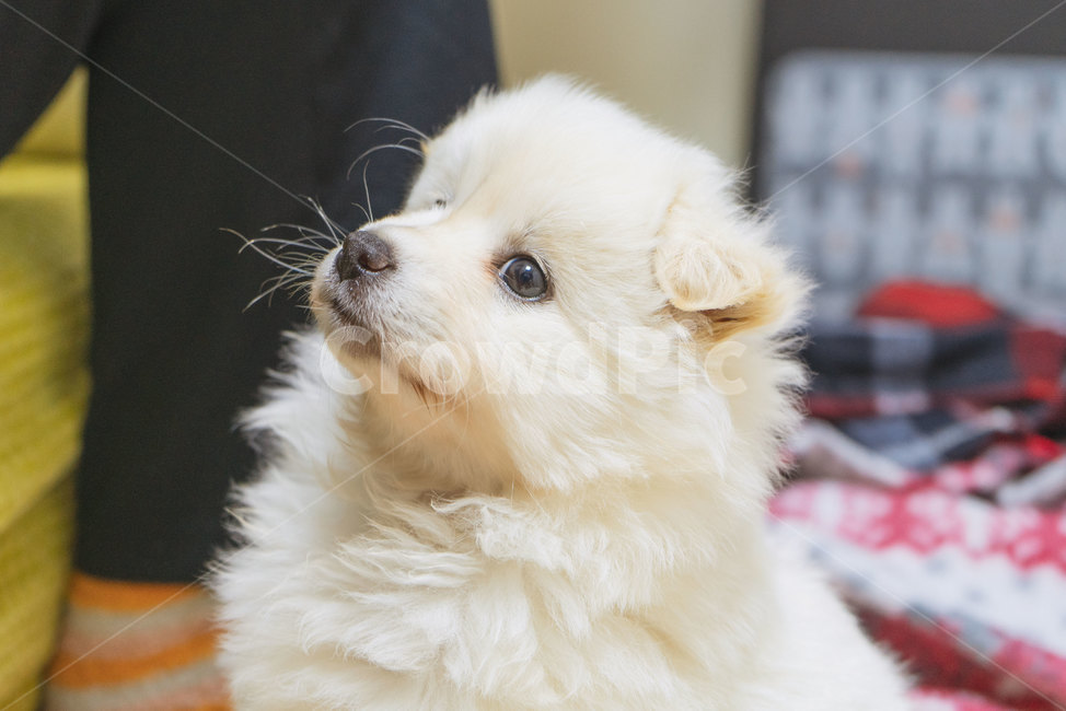 강아지,개,아기강아지,새끼,흰색,멍멍이,스피츠,동물,dog,puppy,털,장모종,귀여운,귀접힌,옆모습,측면,얼굴,동물,animal,포유류,mammal,개,강아지,dog,doggy