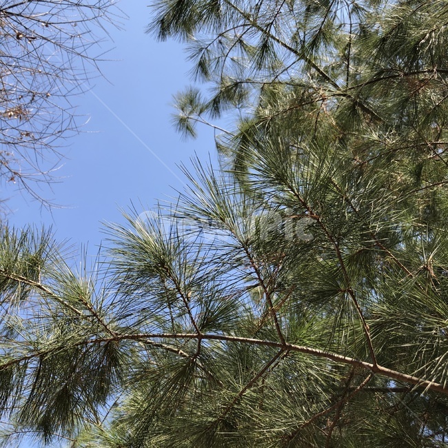 나무,tree,식물,plant,침엽수,솔나무,pinetree,자연