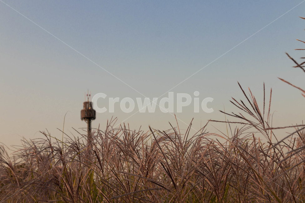 가을,하늘,노을,억새,공원,하늘공원,가을하늘,가을,계절,fall,autumn,season,자연,풍경,nature,landscape,grass,잔디,plant,식물