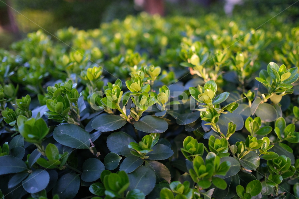 사철나무,나무,아파트1층,초록색,푸르스름,식물,자연,plants,nature