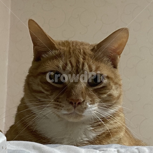 고양이,반려동물,애완동물,반려묘,야옹이,동물,포유류,cat,애완동물,pet,animal,동물,animal,포유류,mammal,고양이,cat,kitten,kitty