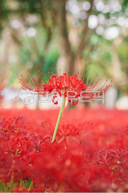 꽃무릇,상사화,꽃,flower,꽃잎,가을꽃