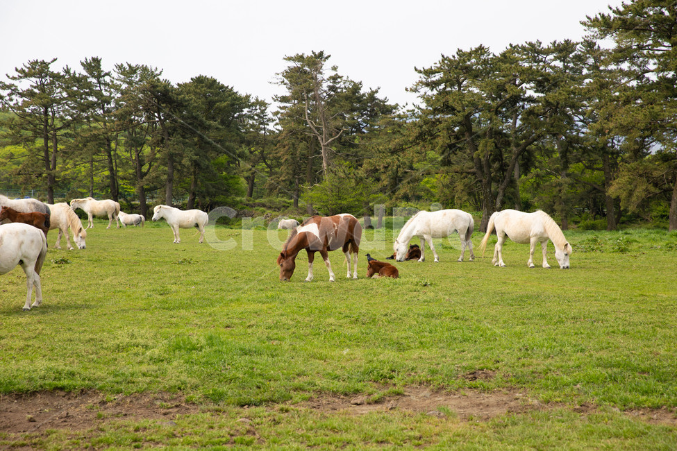 말,제주,제주말,horse,동물,제주도,풍경,동물,animal,포유류,mammal