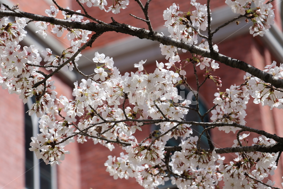 봄,꽃,벚꽃,자연,식물,봄,계절,spring,season,식물,자연,plants,nature,꽃,flower,plant,blossom,cherry blossom