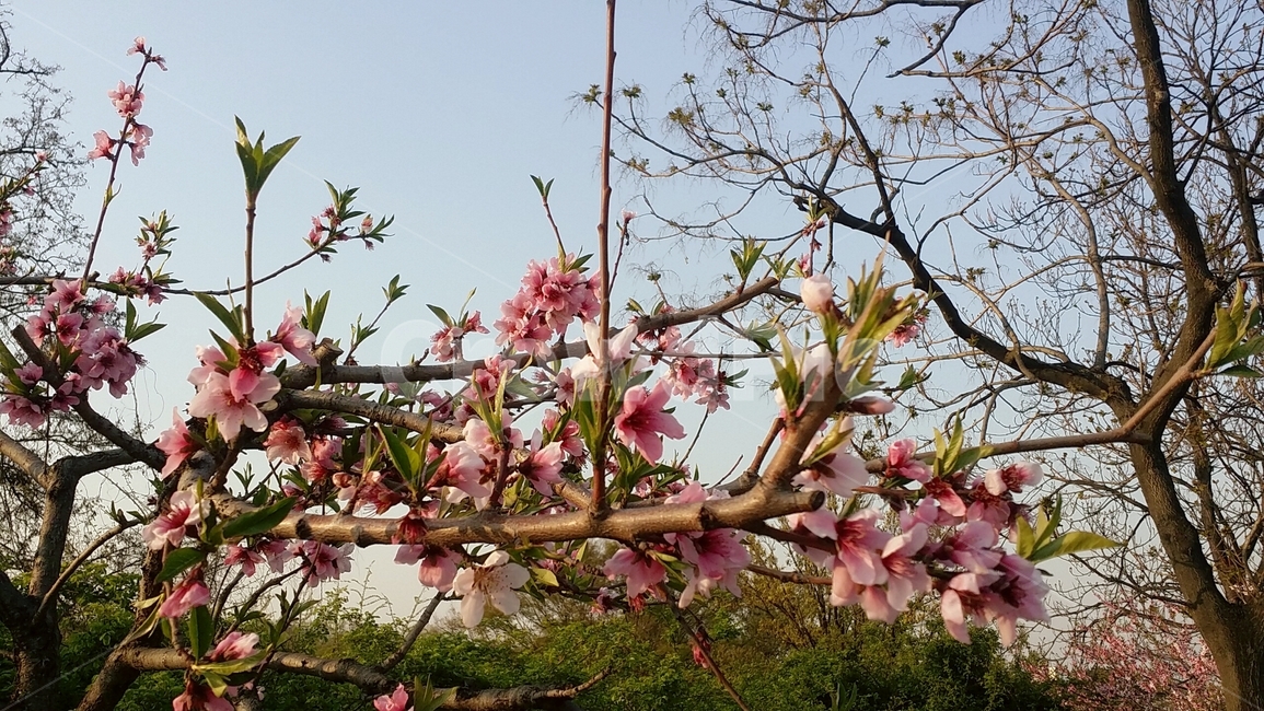 꽃,벚꽃,벚나무,봄,계절,나무,벚꽃나무,꽃나무,올림픽공원,봄,계절,spring,season,식물,자연,plants,nature,꽃,flower,plant,blossom