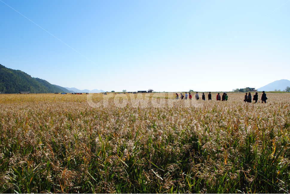 갈대,하늘,가을풍경,산,sky,순천,순천만습지,가을,계절,fall,autumn,season,사람들,대중,군중,other people,crowd,nature,자연,outdoors,옥외,field,들