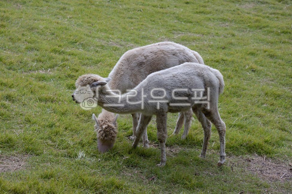 알파카,낙타과,척삭동물,소목,칠레동물,페루동물,방목동물,alpaca,동물,포유류,애완동물,animal,pet,mammal