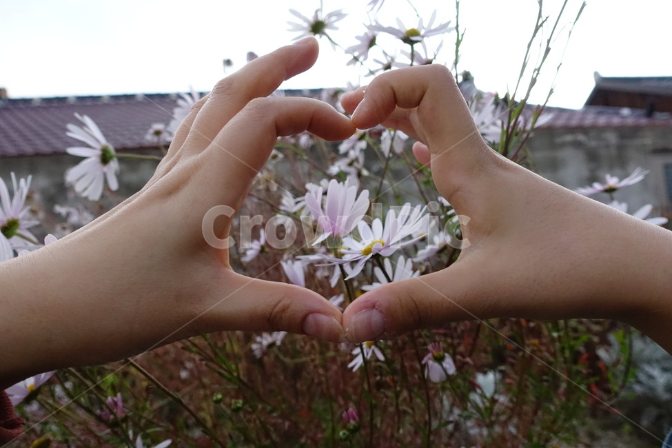 fiower,꽃,가을국화,손,하트,국화,손,제스처,표시,손짓,표현,gesture,hand,sign,expression