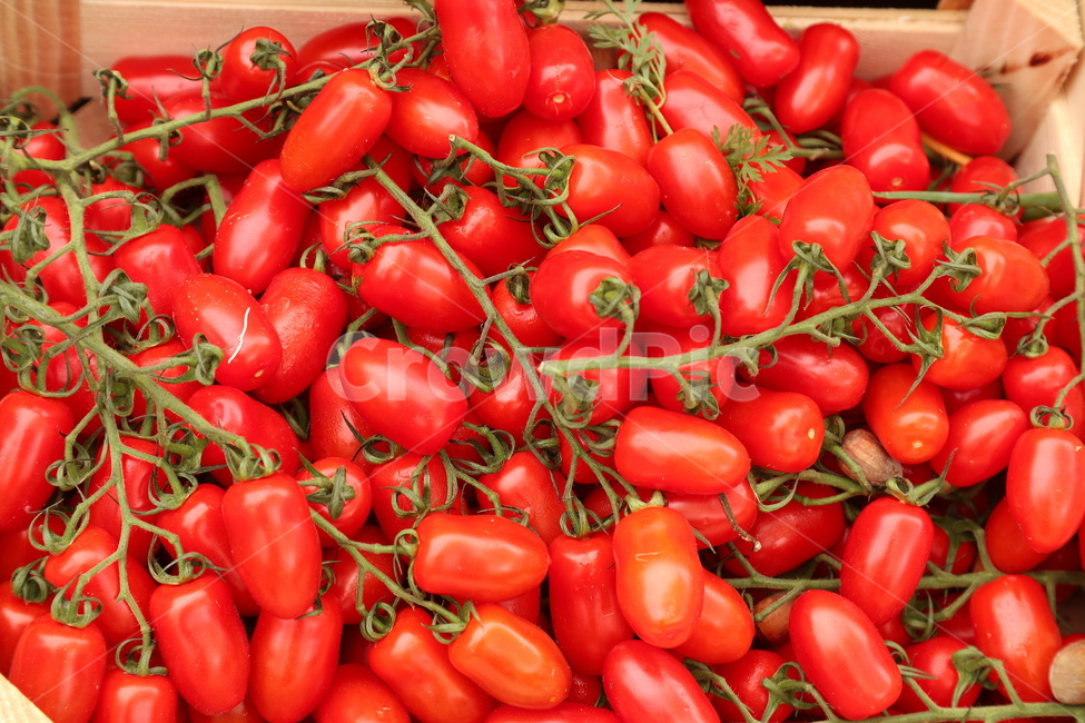 plant,식물,토마토,방울토마토,토마토줄기,음식,식재료,요리,food,cook,meal,dishes,food reserves