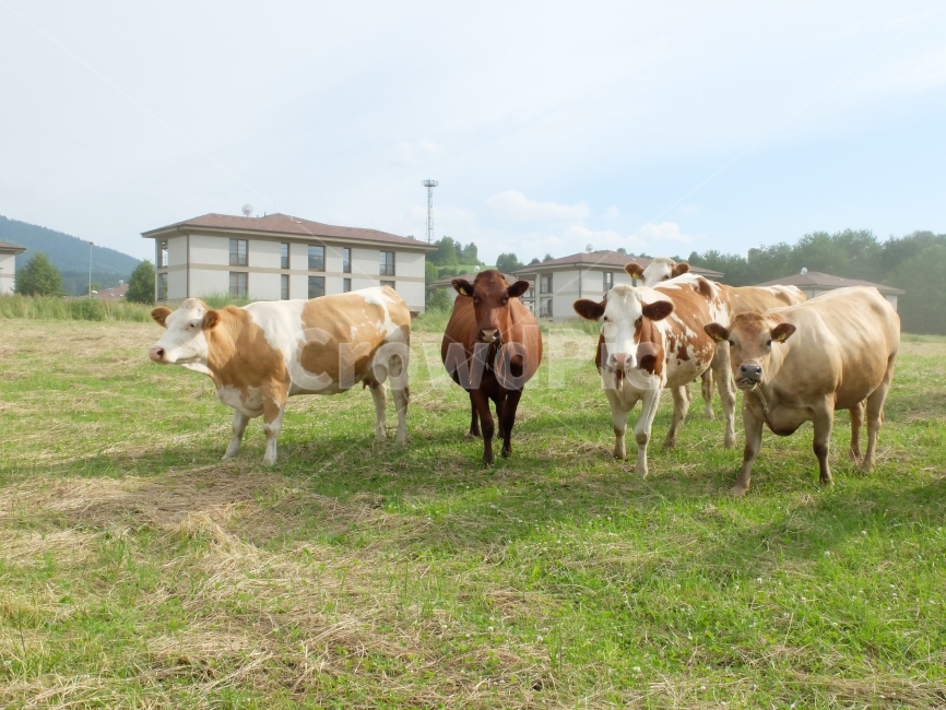 소떼,소,동물,cow,동물사진,동물,animal,포유류,mammal,산업,industry,industrial,목축업,목장,livestock farming,ranching,pasture