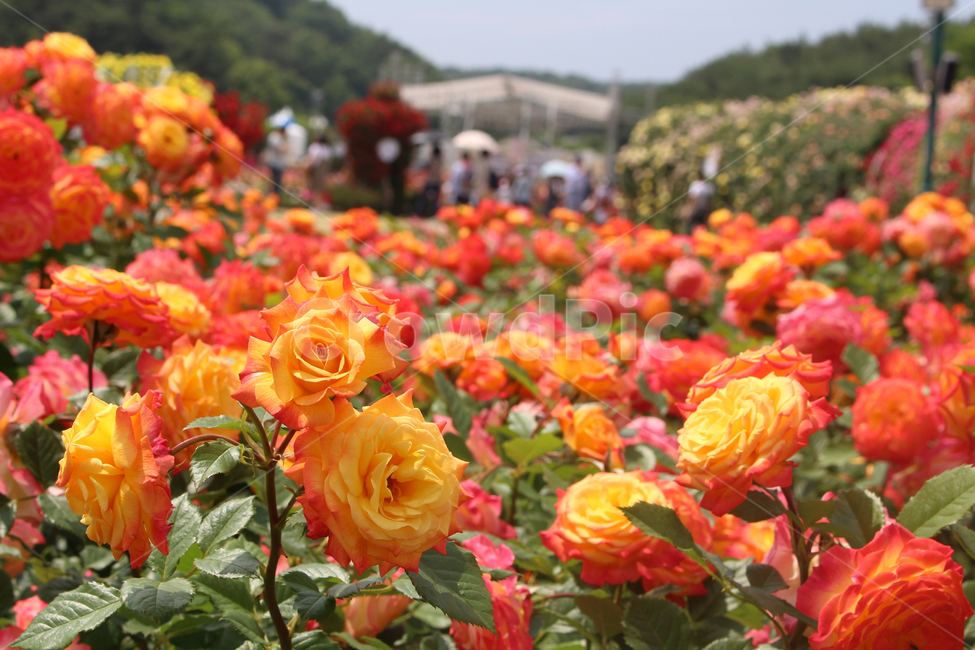 장미축제,장미,그라데이션장미,활짝핀꽃,장미꽃,식물,자연,plants,nature,꽃,flower
