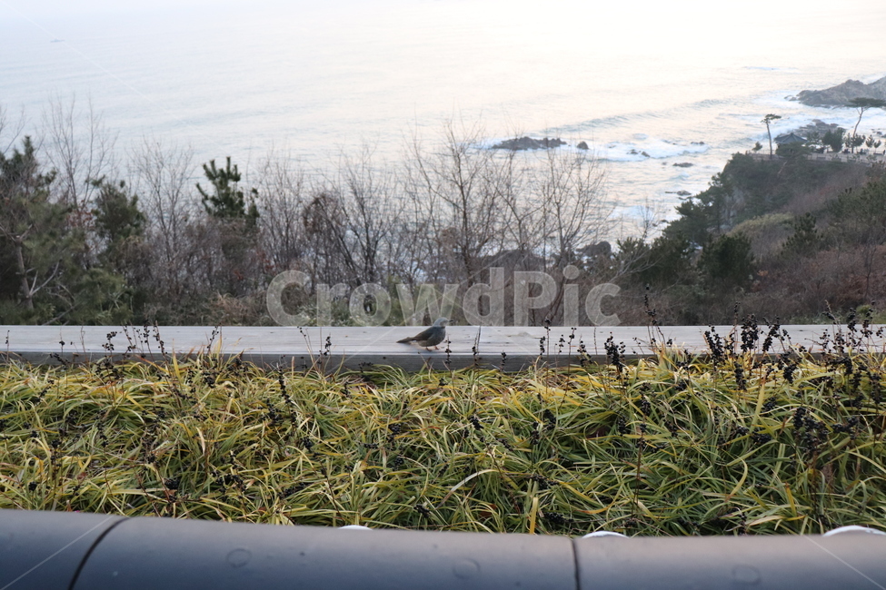 bird,새,animal,동물,식물,plant,꽃,자연,nature,동물,animal,조류,새,birds
