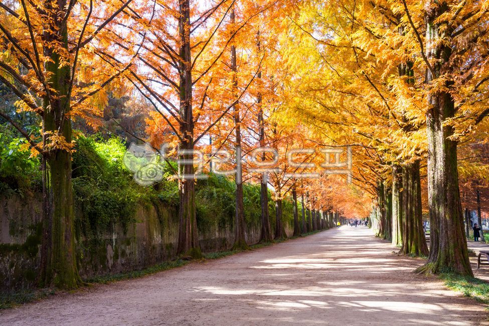 yellow,late autumn,metasequoia,Maple leaf,fallen leaves,road,sight,season,perspective,Garosugil,park,Supplementary budget,nature,protected tree,tree,yellow maple leaves,outdoor,colonnade,plant,width,walking path,october,autumn