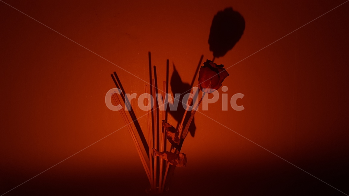 red,조명,감성,장미,디퓨저,꽃,flower,실내용화초,화분,화초,house plant,인테리어,실내디자인,interior design