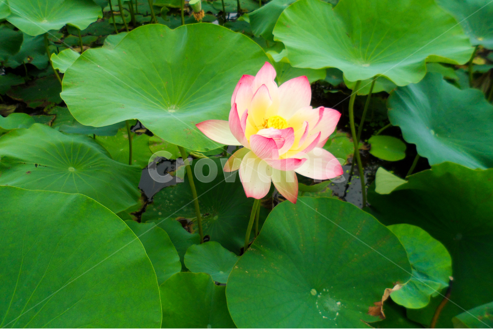 plant,식물,blossom,꽃,flower,연꽃,연꽃잎,잎,식물,자연,plants,nature,꽃,flower