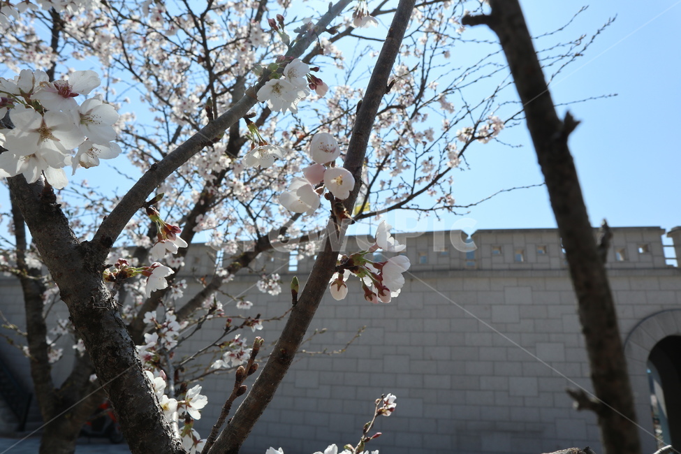 blossom,꽃,감성사진,봄,벚꽃