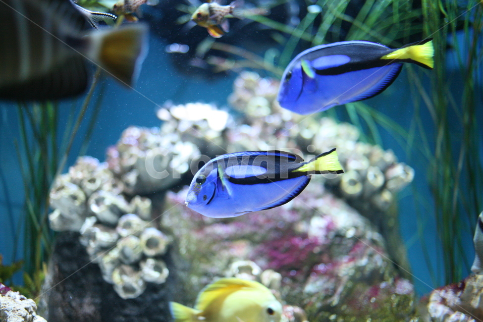블루탱,fish,도리,물고기,animal,동물,바다,ocean,수조