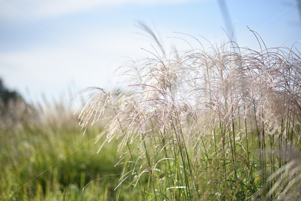 억새,식물,자연,풍경,갈대,가을,계절,fall,autumn,season,자연,풍경,nature,landscape,식물,plants,grass,잔디,plant,lawn