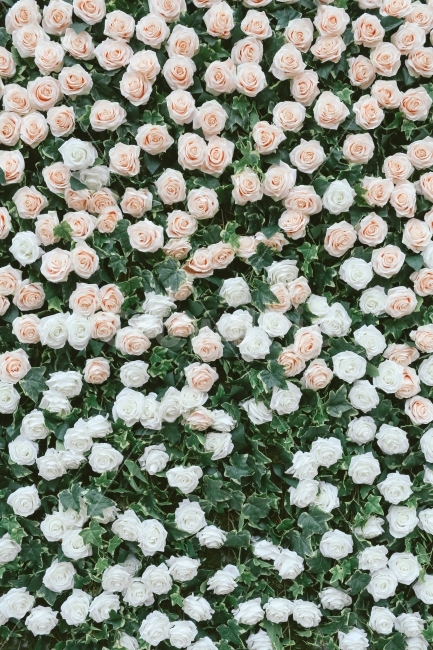 꽃,장미,패턴,식물,감성,rose,plant,식물,자연,plants,nature,꽃,flower